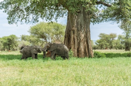Elephants playing in Tarangire National Park, Tanzania. Travel with World Lifetime Journeys