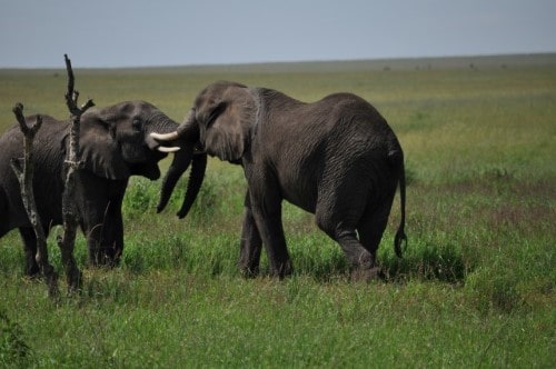 Elephants playing or fighting in Serengeti National Park. Travel with World Lifetime Journeys