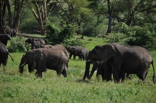 Elephants with babies in Ngorongoro Crater. Travel with World Lifetime Journeys