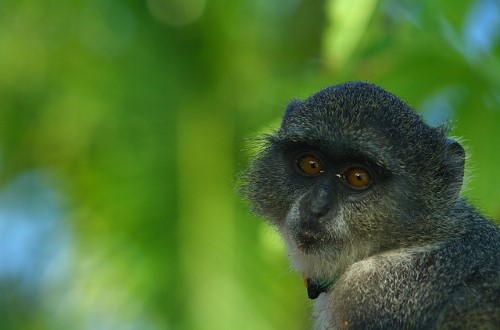 Endemic monkey from Zanzibar. Travel with World Lifetime Journeys