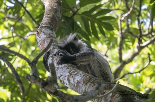 Endemic primate in Zanzibar