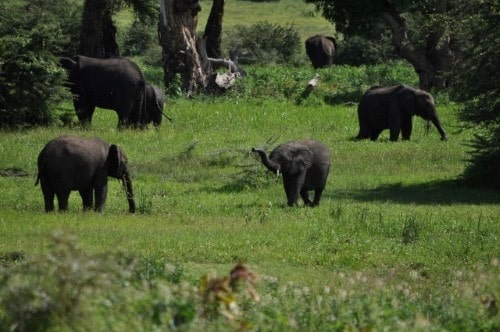 Family of elephants in Ngorongoro Crater. Travel with World Lifetime Journeys