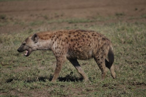 Female hyena in Ndutu area. Travel with World Lifetime Journeys