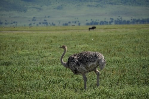 Female ostrich in Ngorongoro Crater. Travel with World Lifetime Journeys