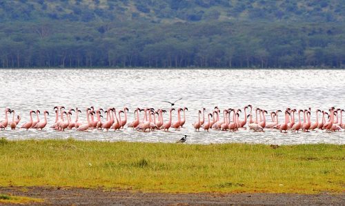 Flamingos at Momella Lakes in Arusha National Park. Travel with World Lifetime Journeys