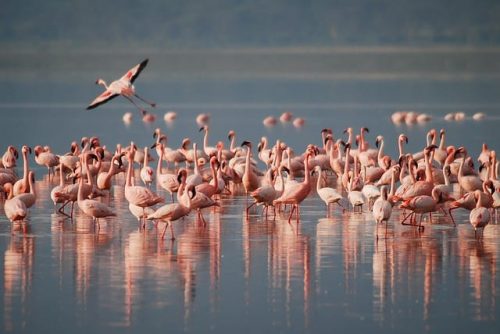 Flamingos in Arusha National Park. Travel with World Lifetime Journeys