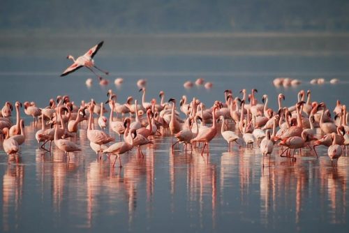 Flamingos in Arusha National Park