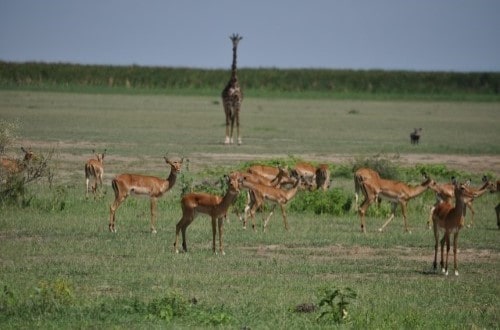 Giraffe and antelopes in Lake Manyara. Travel with World Lifetime Journeys