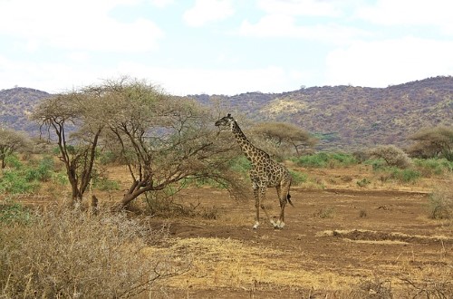 Giraffe feeding in Ngorongoro Crater. Travel with World Lifetime Journeys