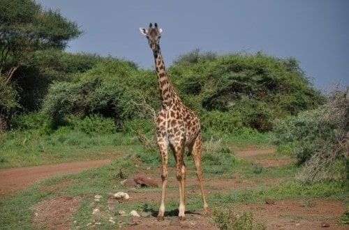 Giraffe looking at us in Lake Manyara. Travel with World Lifetime Journeys