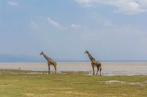Giraffes and flamingos at Lake Manyara. Travel with World Lifetime Journeys