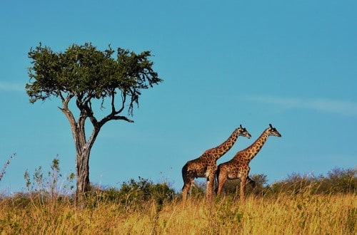 Giraffes in Tarangire National Park. Travel with World Lifetime Journeys