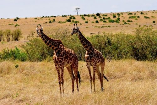 Giraffes looking at us in Serengeti National Park. Travel with World Lifetime Journeys