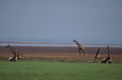 Giraffes on the shore of Lake Manyara. Travel with World Lifetime Journeys