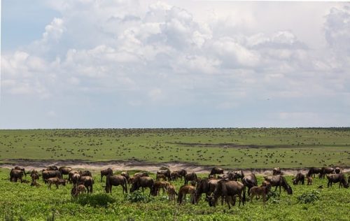 Gnus or wildebeests in Ngorongoro Conservation Area. Travel with World Lifetime Journeys