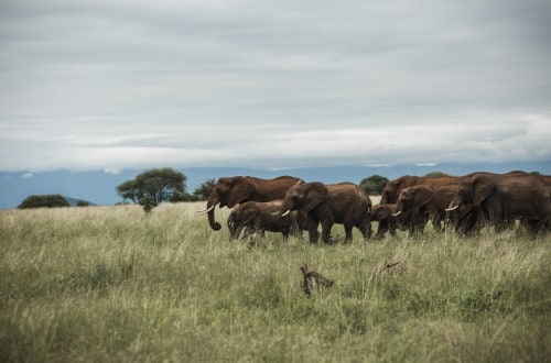 Herd of elephants in Tarangire National Park. Travel with World Lifetime Journeys