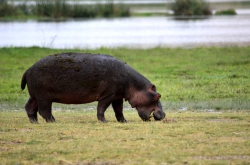 Hippo grazing in Tarangire National Park. Travel with World Lifetime Journeys