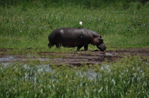 Hippo in Lake Manyara National Park. Travel with World Lifetime Journeys
