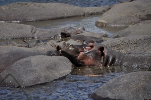 Hippos bathing in a lake from Ngorongoro Crater. Travel with World Lifetime Journeys