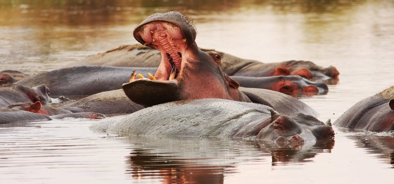 Hippos in Tanzania national parks. Travel with World Lifetime Journeys