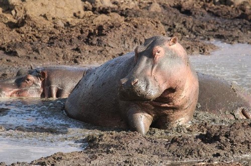 Hippos in Tanzania. Travel with World Lifetime Journeys