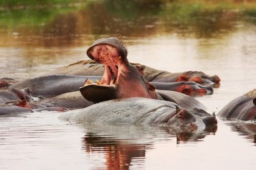 Hippos in the pool of Serengeti National Park. Travel with World Lifetime Journeys