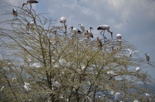 Hundreds of birds at Lake Manyara. Travel with World Lifetime Journeys