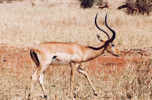 Impala antelope in Tarangire National Park. Travel with World Lifetime Journeys