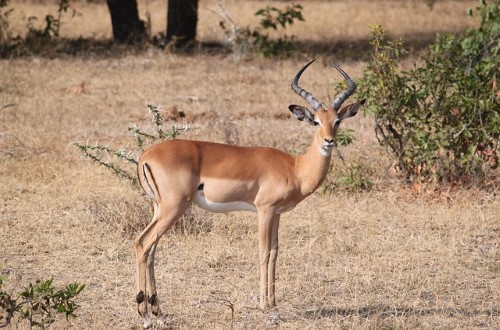 Impala in Serengeti National Park. Travel with World Lifetime Journeys