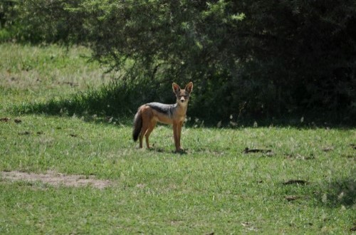 Jackal in Lake Manyara National Park. Travel with World Lifetime Journeys