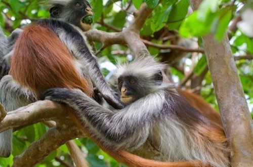 Josani Forest with Red Colobus monkeys, Zanzibar. Travel with World Lifetime Journeys