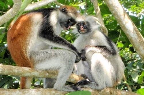 Jozani Forest Red Colobus Monkeys. Travel with World Lifetime Journeys