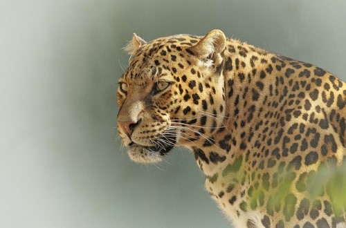 Leopard in Serengeti National Park. Travel with World Lifetime Journeys