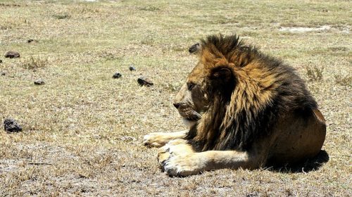 Lion male resting in Ngorongoro Crater. Travel with World Lifetime Journeys