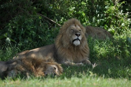 Lion males in Ngorongoro Crater. Travel with World Lifetime Journeys