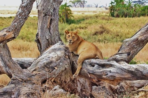 Lion on the tree in Serengeti National Park. Travel with World Lifetime Journeys