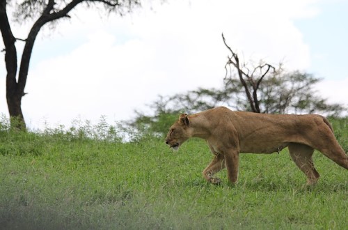 Lioness hunting in Tarangire National Park. Travel with World Lifetime Journeys