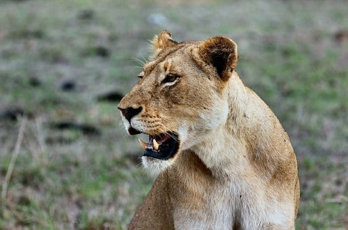 Lioness in Serengeti National Park. Travel with World Lifetime Journeys