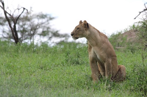 Lioness in Tarangire National Park, Tanzania. Travel with World Lifetime Journeys
