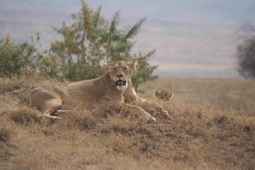 Lioness with cubs in Ngorongoro Crater. Travel with World Lifetime Journeys