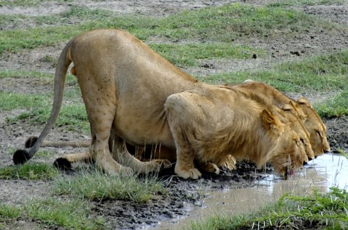 Lions drinking water in Serengeti National Park. Travel with World Lifetime Journeys