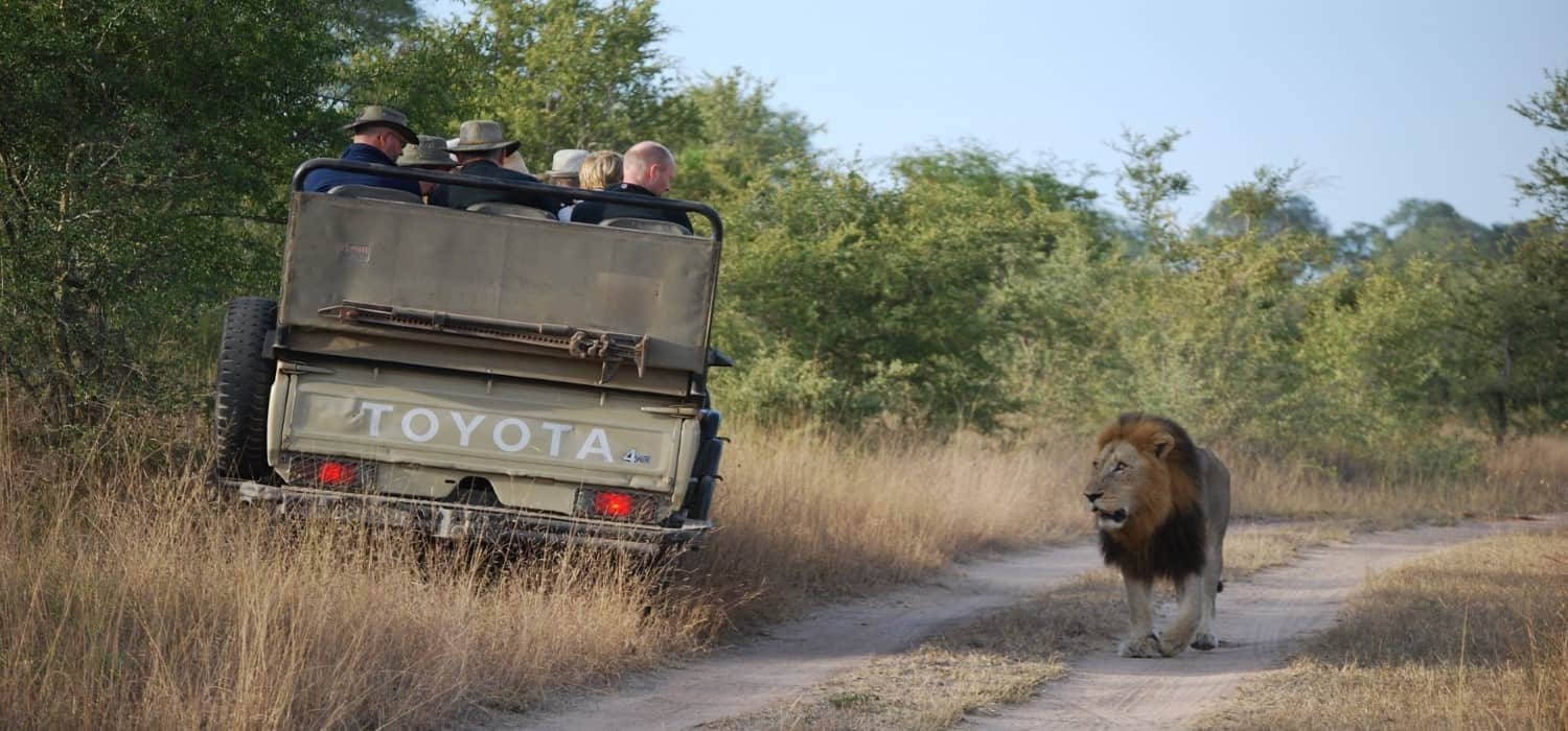 Lions in Safari holidays, Tanzania. Travel with World Lifetime Journeys