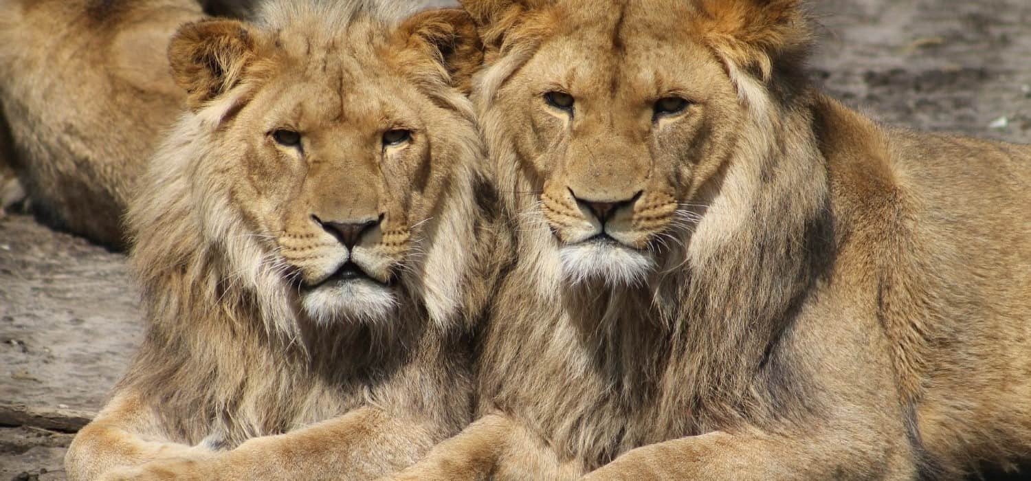 Lions in Tanzania national parks. Travel with World Lifetime Journeys
