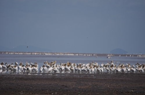 Lots of pelicans in Lake Manyara National Park. Travel with World Lifetime Journeys