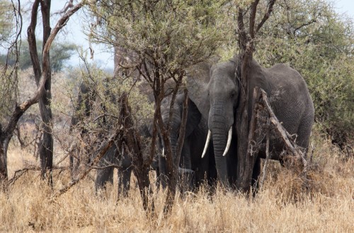 Lovely elephants in Tarangire National Park. Travel with World Lifetime Journeys