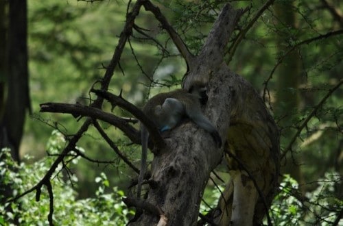 Monkey in Lake Manyara National Park trees. Travel with World Lifetime Journeys