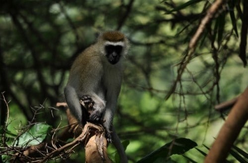 Monkey in Lake Manyara trees. Travel with World Lifetime Journeys