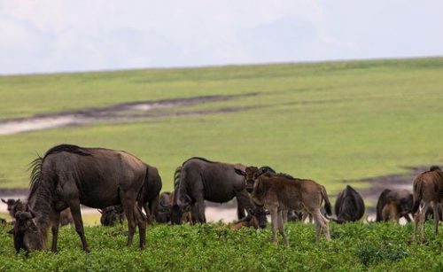 Ndutu area wildebeests. Travel with World Lifetime Journeys