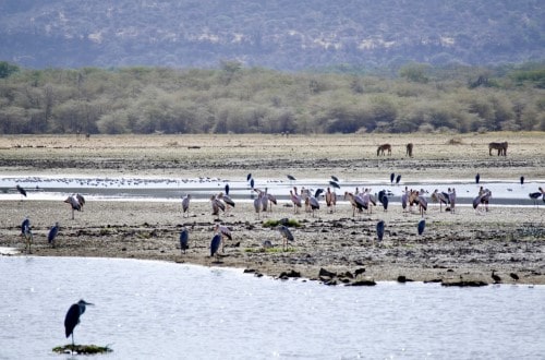 Pelicans in Lake Manyara National Park. Travel with World Lifetime Journeys