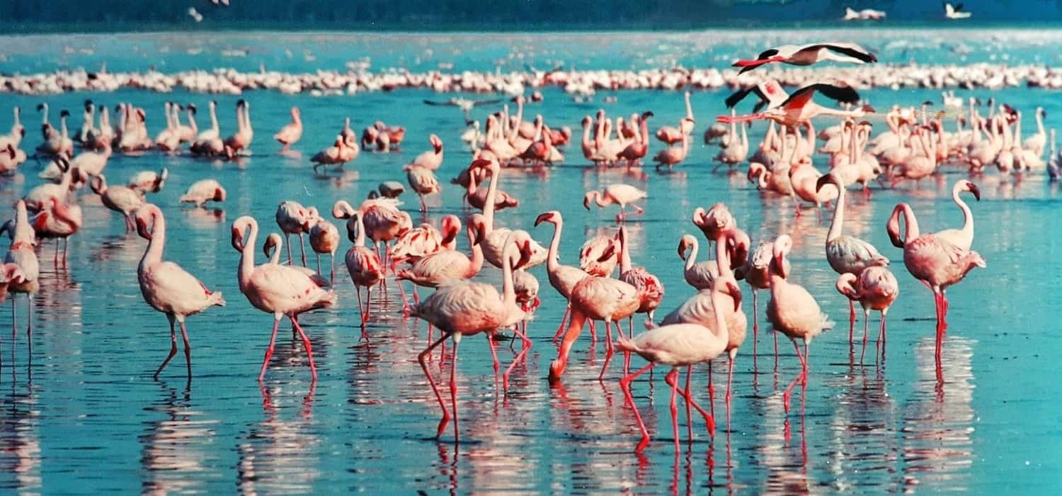 Pink flamingo in Tanzania lakes. Travel with World Lifetime Journeys